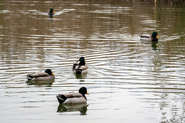 istock Ducks swimming peacefully in a calm pond during a quiet afternoon in springtime 2247421718