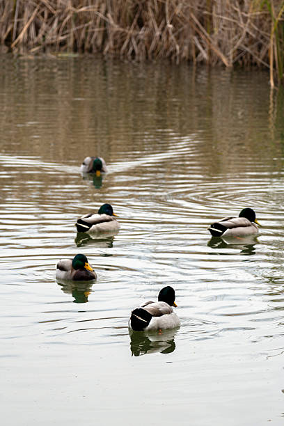 istock Ducks swimming peacefully in a calm pond surrounded by reeds on a cloudy day 2247421757