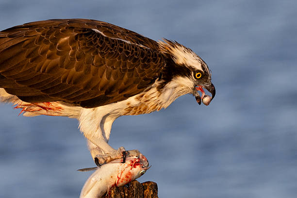 istock Nature and naturalism. Birds. Hawk. 2247422093