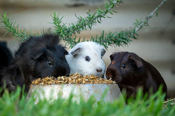 istock Three guinea pigs eating from a bowl 2247423043