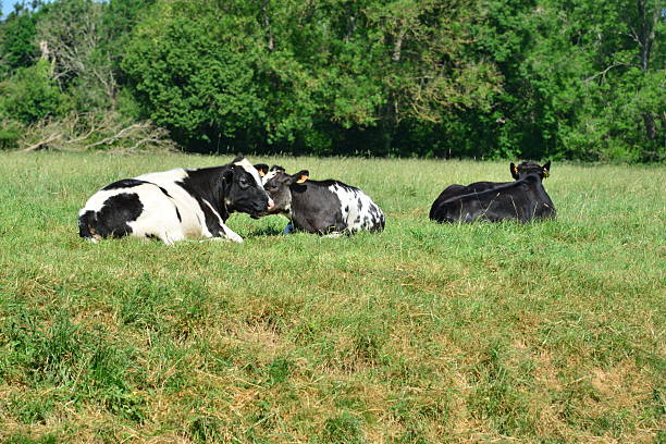 Cows in a field in the UK during summertime.