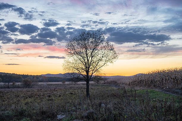 A Solitary Tree in a Field at Dusk with a Dramatic Sky and Warm Sunset Colors