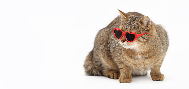 istock Stylish Tabby Cat in Heart-Shaped Sunglasses 2247423729