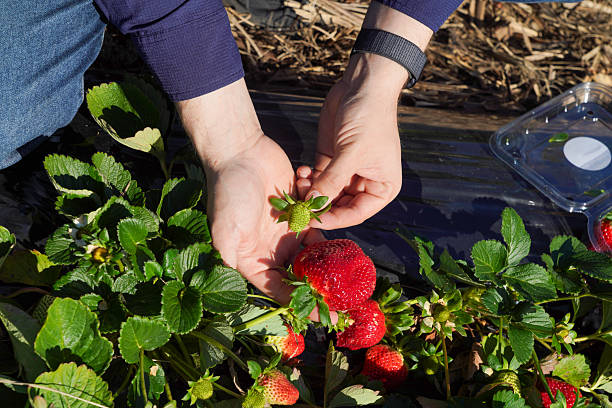 istock A man harvesting strawberries in a field 2247426063