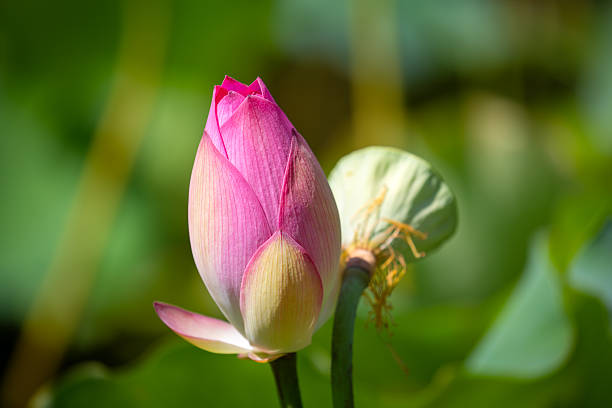 istock A Delicate Pink Lotus Bud About to Bloom in a Serene Natural Setting 2247426240