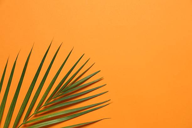 istock Palm leaf on color background, top view 2247427555