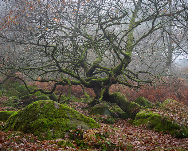 Old tree trunk in the field amidst the fog in autumn