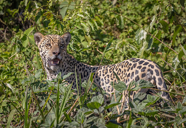 istock A jaguar (Panthera onca) half-hidden by the river bank 2247428031