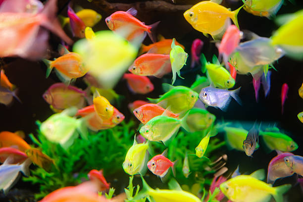 A captivating stock image featuring multicolored glow fish swimming gracefully inside a beautifully designed aquascape aquarium. The scene showcases vibrant aquatic plants, soft lighting, and shimmering reflections that highlight the fishes’ radiant colors. Perfect for themes related to aquascaping, underwater wildlife, pet care, aquarium hobbies, and nature visuals. Ideal for blogs, ads, educational materials, and digital marketing needing eye-catching aquatic imagery.