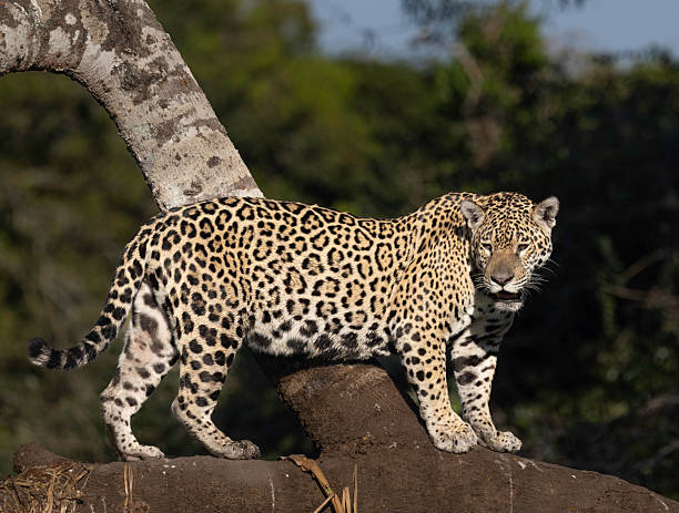 istock A jaguar (Panthera onca) walking along a branch above a river 2247428078