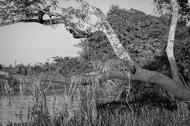 Legadema was a famous female leopard in the Mombo area of the Okavango Delta in Botswana. “Legadema” means “Lightning” in Setswana.