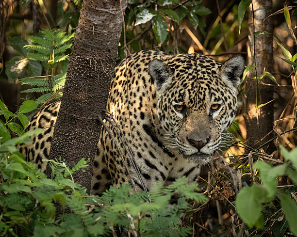 istock A jaguar (Panthera onca) half-hidden, looking out for prey 2247428082