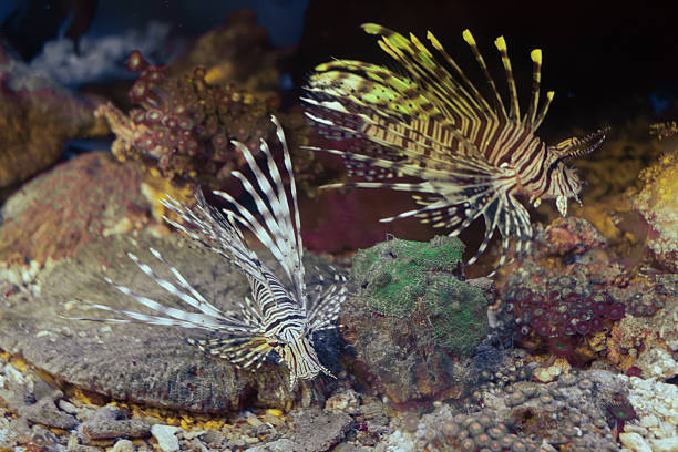 Stock image of a striking lionfish swimming elegantly around a colorful coral reef in clear tropical waters. The photo captures the fish’s distinctive fins, bold stripes, and dramatic silhouette as it glides near vibrant marine corals. Ideal for content related to marine life, underwater ecosystems, ocean biodiversity, scuba diving destinations, wildlife conservation, and educational materials about reef species.