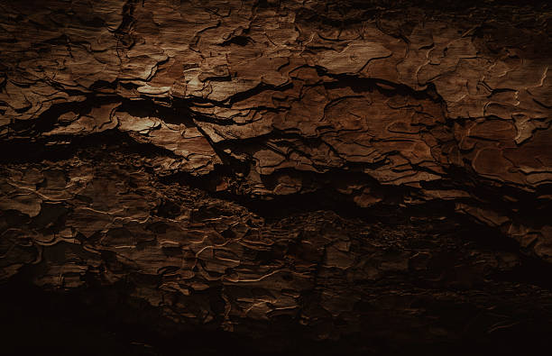 istock bark of a tree for natural dark background 2247429999