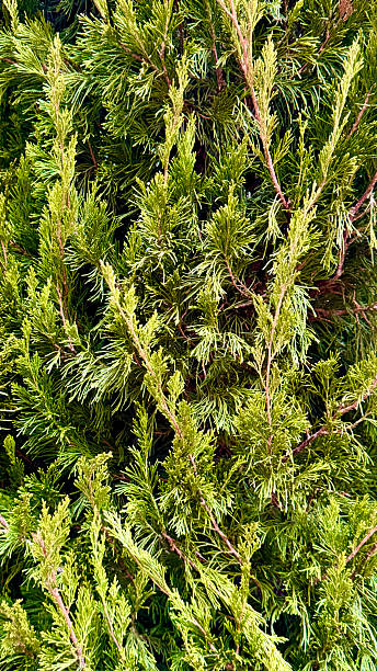 istock Conifer branches closeup with dense green needles creating natural winter texture 2247430128