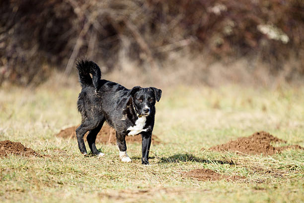 Rescued foster dog have obedience training with volunteers in a muddy meadow