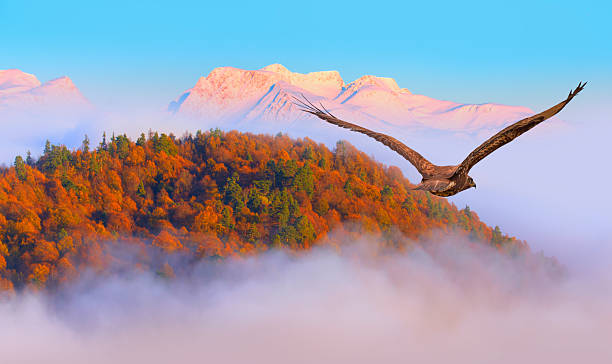 istock Red-tailed Hawk flying over the mountains with autumn forest background 2247430768