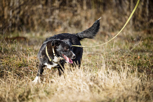 Rescued foster dog have obedience training with volunteers in a muddy meadow