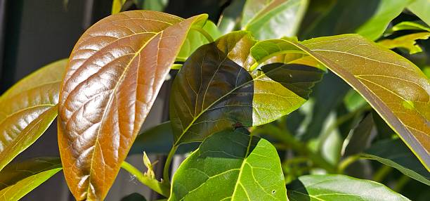 Fresh avocado leaves gently shimmering in the warm golden sunlight. A peaceful nature scene highlighting the vibrant greens and natural beauty of a thriving avocado plant in the vegetable  garden.