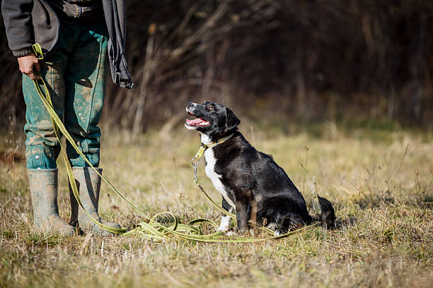 Rescued foster dog have obedience training with volunteers in a muddy meadow