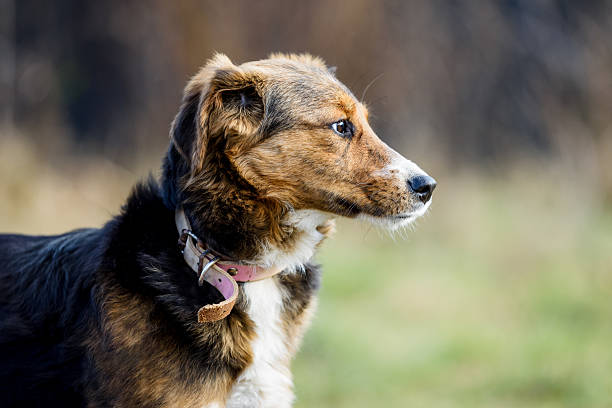Brown cute dog portrait outdoor in sunny day. Golden retriever Mixed-Breed Dog. This file is cleaned and retouched.