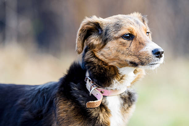 istock Colorful rescued dog on the muddy meadow 2247431177