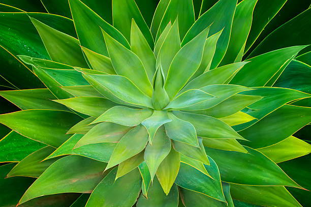 Close up view of the heart of and agave plant (Agave attenuata).A central cone of closed leaves surrounded by a rosette of opened leaves.