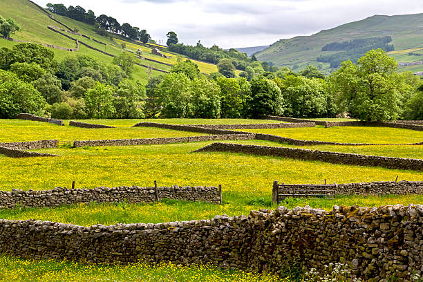 istock Wild Flower Meadow Muker Yorkshire 2247432161