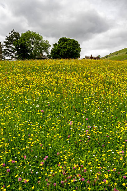 istock Wild Flower Meadow Muker Yorkshire 2247432223