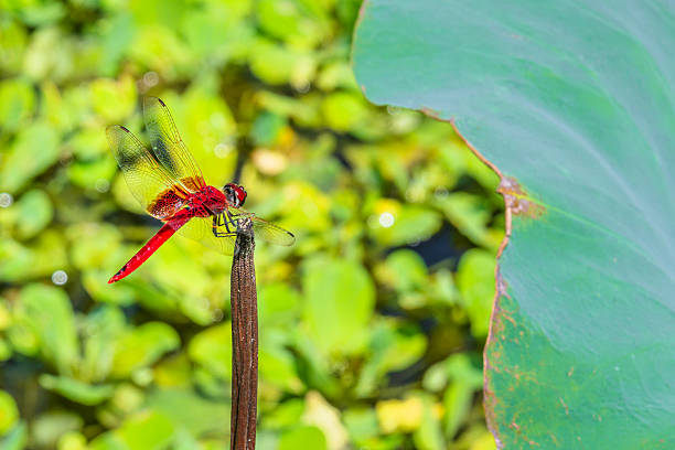 A Vibrant Red Dragonfly Perched on a Lotus Stem Amidst Lush Greenery