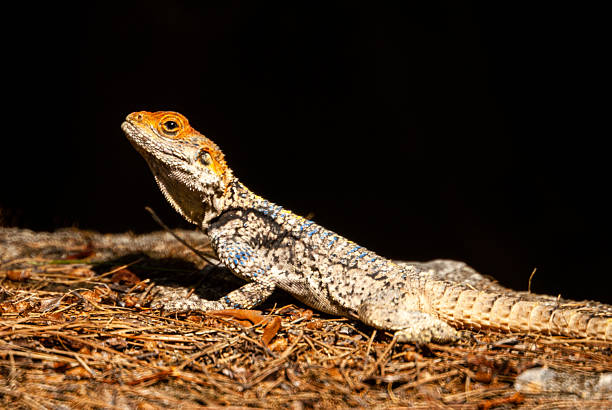 istock Laudakia stellio - Roughtail Rock Agama 2247433017
