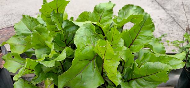 Healthy beetroot leaves growing in a pot, showcasing vibrant green foliage and home gardening in small spaces. This scene highlights container gardening, organic growth, and sustainable practices, perfect for themes of urban gardening, fresh vegetables, and kitchen garden cultivation.