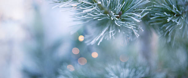 istock Pine branches in winter with hoarfrost 2247434714