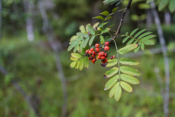 The view from a hiking trail in the forest (or woods) of a Nordic Country (Norway) during early autumn (or late summer) time. The image is part of a series of autumn images. The image was captured with a 105 mm fast macro (micro) lens resulting in shallow depth-of-field (DOF).
