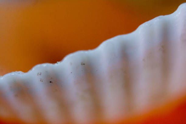 Detail of spiral tip of maritime conch shell macro in horizontal