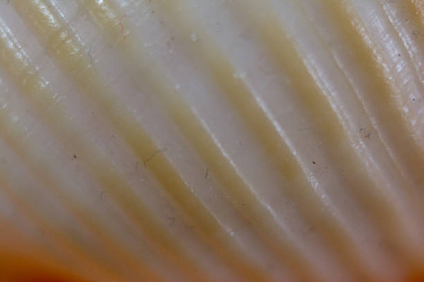istock Macro photograph of shell texture 2247437435