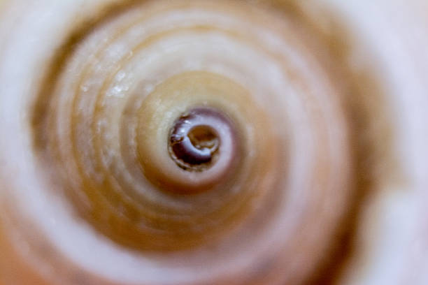 Seashell macro