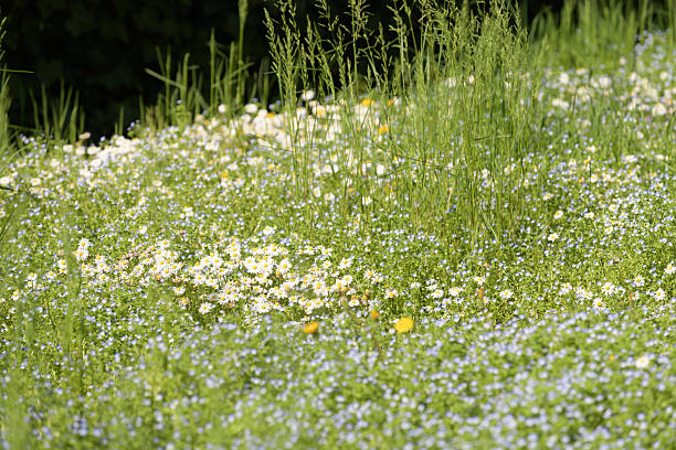 A vibrant field of wildflowers featuring daisies and small blue flowers in full bloom, captured in a natural meadow setting