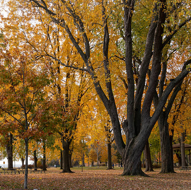 istock fall color leaves on tree in the park 2247439490