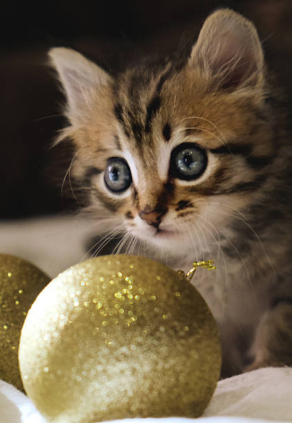 istock Cute fluffy kitten with Christmas decorations, golden baubles, preparing for decorating Christmas tree. Funny Pampered Pets, tabby cat. Cozy holidays at home. Merry Christmas and Happy New Year. 2247440100