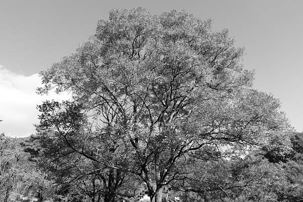 The photo was taken by Soswaewon Garden, no additional permissions are required for publication.
