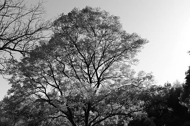 The photo was taken by Soswaewon Garden, no additional permissions are required for publication.