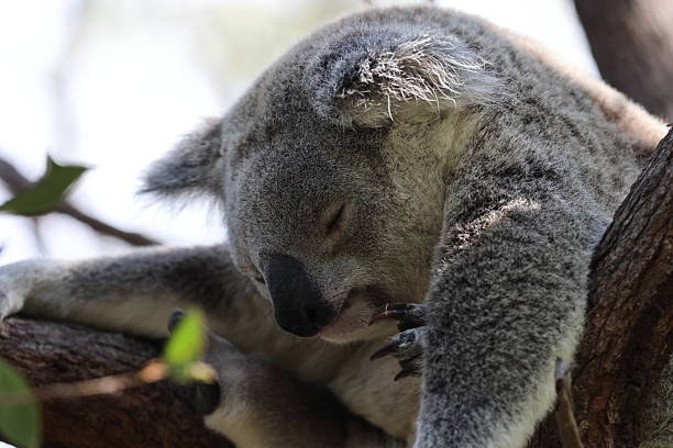 A Koala sits in a tree on Magnetic Island, Australia