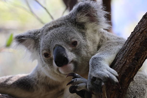 istock A Koala sits in a tree on Magnetic Island, Australia 2247440480