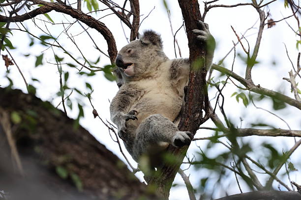 istock A Koala sits in a tree on Magnetic Island, Australia 2247440594