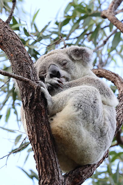 istock A Koala sits in a tree on Magnetic Island, Australia 2247440623