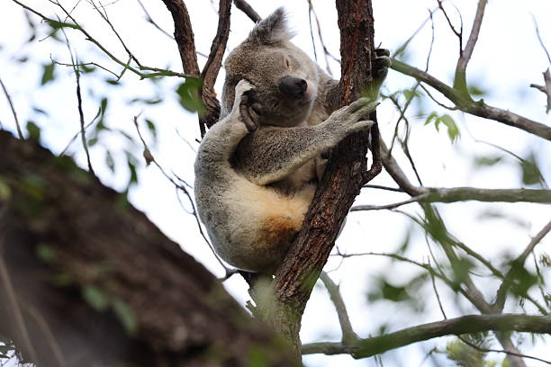 istock A Koala sits in a tree on Magnetic Island, Australia 2247440645