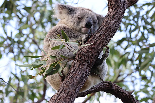 istock A Koala sits in a tree on Magnetic Island, Australia 2247440648