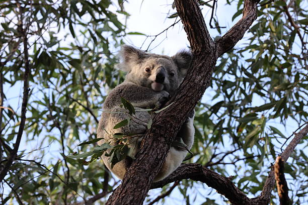 istock A Koala sits in a tree on Magnetic Island, Australia 2247440670