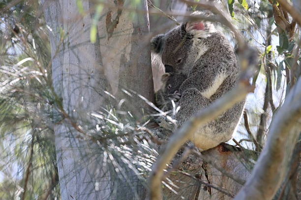 istock A wild Koala and its baby sitting in a tree  Queensland Australia 2247440990